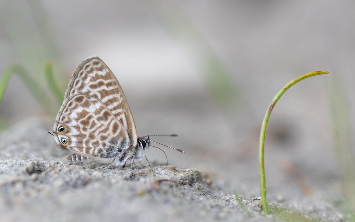 Lang's Short-tailed Blue butterfly, Leptotes pirithous, on sandy soil